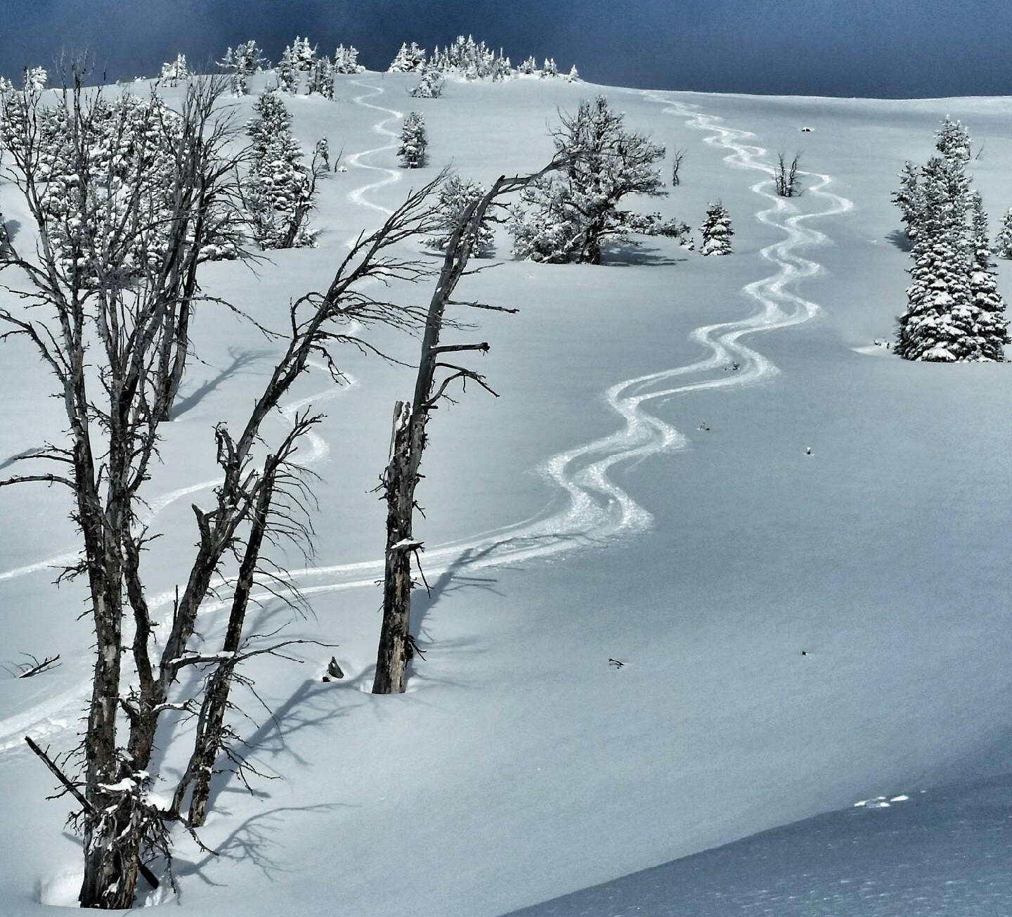 Three ski tracks through trees